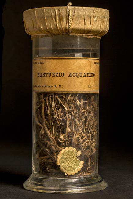 NASTURZIO ACQUATICO